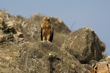Bastaardarend, Greater Spotted Eagle, Aquila clanga