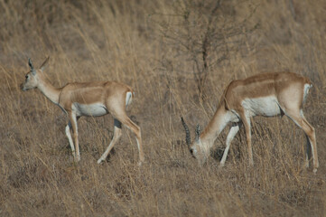 Naklejka na ściany i meble Pair of blackbucks Antilope cervicapra in Devalia. Gir Sanctuary. Gujarat. India.