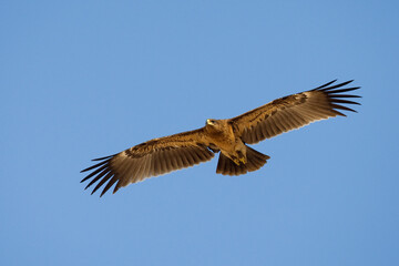 Fototapeta premium Bastaardarend, Greater Spotted eagle, Aquila clanga