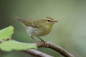 Groene Fitis, Green Warbler, Phylloscopus nitidus