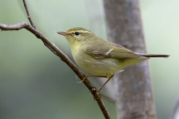 Groene Fitis, Green Warbler, Phylloscopus nitidus