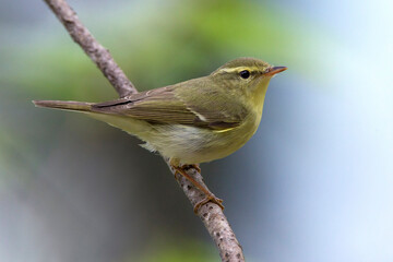 Groene Fitis, Green Warbler, Phylloscopus nitidus