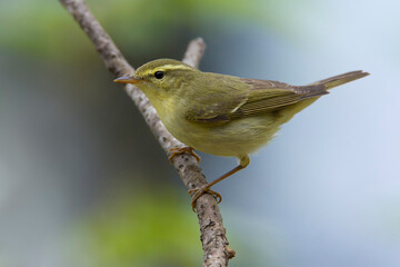 Groene Fitis, Green Warbler, Phylloscopus nitidus