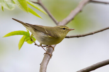 Groene Fitis, Green Warbler, Phylloscopus nitidus
