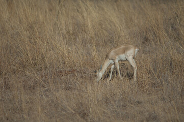 Young male of blackbuck Antilope cervicapra feeding. Devalia. Gir Sanctuary. Gujarat. India.