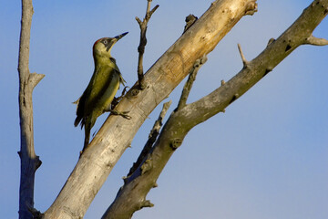 Groene Specht, European Green Woodpecker, Picus viridus