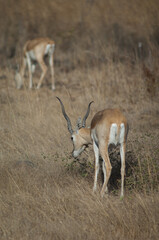 Male blackbuck Antilope cervicapra browsing in Devalia. Gir Sanctuary. Gujarat. India.