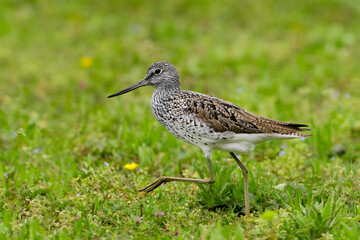 Groenpootruiter, Common Greenshank, Tringa nebularia