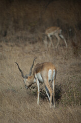 Male blackbuck Antilope cervicapra browsing in Devalia. Gir Sanctuary. Gujarat. India.