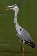 Blauwe Reiger, Grey Heron, Ardea cinerea