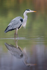 Blauwe Reiger, Grey Heron, Ardea cinerea