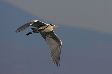 Blauwe Reiger, Grey Heron, Ardea cinerea