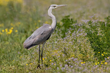 Blauwe Reiger, Grey Heron, Ardea cinerea