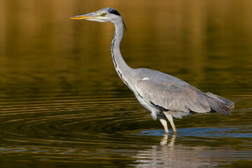 Blauwe Reiger, Grey Heron, Ardea cinerea