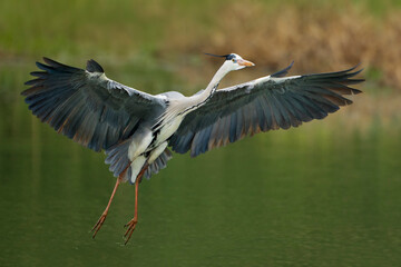 Blauwe Reiger, Grey Heron, Ardea cinerea