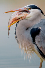 Blauwe Reiger, Grey Heron, Ardea cinerea