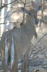 Female nilgai Boselaphus tragocamelus in Devalia. Gir Sanctuary. Gujarat. India.