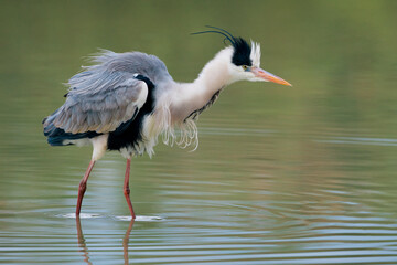 Blauwe Reiger, Grey Heron, Ardea cinerea