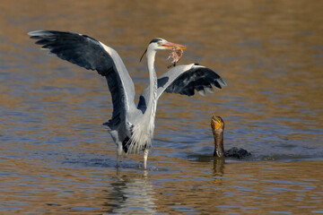 Blauwe Reiger, Grey Heron, Ardea cinerea