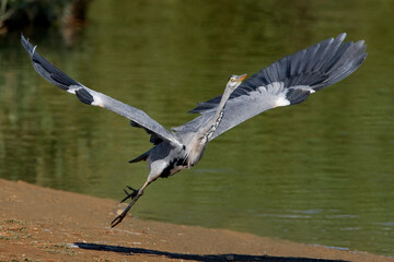 Blauwe Reiger, Grey Heron, Ardea cinerea