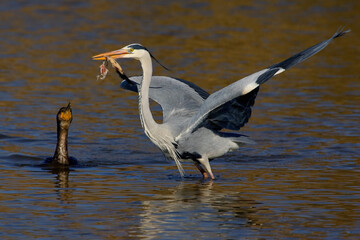 Blauwe Reiger, Grey Heron, Ardea cinerea