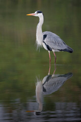 Blauwe Reiger, Grey Heron, Ardea cinerea