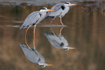 Blauwe Reiger, Grey Heron, Ardea cinerea