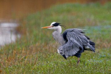 Blauwe Reiger, Grey Heron, Ardea cinerea