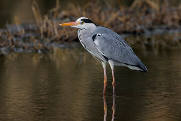 Blauwe Reiger, Grey Heron, Ardea cinerea