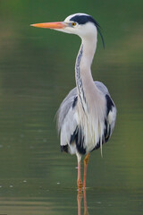 Blauwe Reiger, Grey Heron, Ardea cinerea