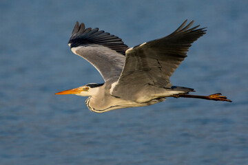 Blauwe Reiger, Grey Heron, Ardea cinerea