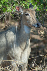Female nilgai Boselaphus tragocamelus in Devalia. Gir Sanctuary. Gujarat. India.