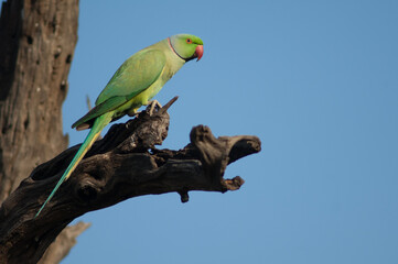 Male rose-ringed parakeet Psittacula krameri. Keoladeo Ghana National Park. Bharatpur. Rajasthan. India.