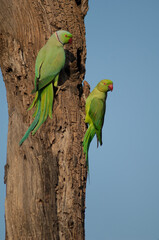 Pair of rose-ringed parakeets Psittacula krameri. Keoladeo Ghana National Park. Bharatpur. Rajasthan. India.