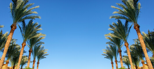 Fototapeta na wymiar Palm trees against blue sky, Palm trees at tropical coast, vintage toned and stylized, coconut tree,summer tree.