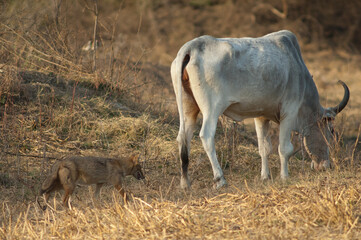 Zebu Bos primigenius indicus grazing and golden jackal Canis aureus indicus. Keoladeo Ghana National Park. Rajasthan. India.