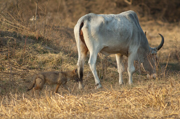 Zebu Bos primigenius indicus grazing and golden jackal Canis aureus indicus. Keoladeo Ghana...