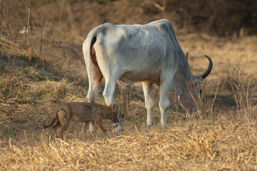 Zebu Bos primigenius indicus grazing and golden jackal Canis aureus indicus. Keoladeo Ghana...