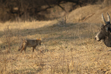 Zebu Bos primigenius indicus and golden jackal Canis aureus indicus. Keoladeo Ghana National Park. Rajasthan. India.