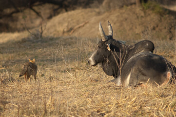 Zebu Bos primigenius indicus resting and golden jackal Canis aureus indicus. Keoladeo Ghana...