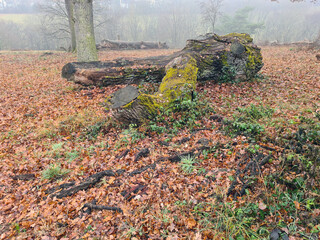 totes holz in einem park im winter