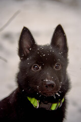 Large Portrait of a black dog on a background of white snow.