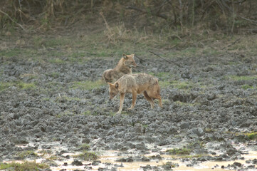 Golden jackals Canis aureus indicus. Keoladeo Ghana National Park. Bharatpur. Rajasthan. India.