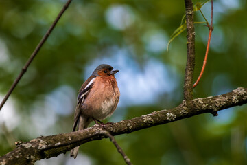 Chaffinch, a bright bird, sings among the green foliage. City birds. Blurred background. Wildlife. Spring. Close-up.