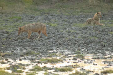 Golden jackals Canis aureus indicus. Keoladeo Ghana National Park. Bharatpur. Rajasthan. India.