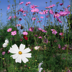 Summer field with white daisies growing in flower meadow.