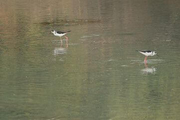 Black-winged stilts Himantopus himantopus. Immature to the left and adult to the right. Keoladeo Ghana National Park. Bharatpur. Rajasthan. India.