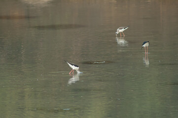 Black-winged stilts Himantopus himantopus feeding. Keoladeo Ghana National Park. Bharatpur. Rajasthan. India.