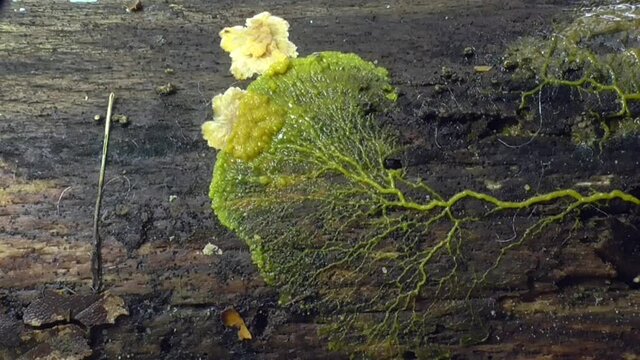 Schleimpilz Plasmodium (Myxomyceten) Pulsation im Zeitraffer