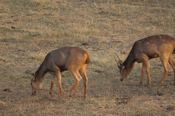 Males sambar Cervus unicolor grazing. Keoladeo Ghana National Park. Bharatpur. Rajasthan. India.